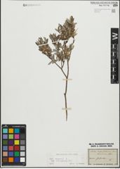 Foto von Salix repens subsp. incubacea (L.) A. Neumann